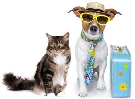 Exploring the World with Your Furry Friend: Vokaris' Tips for Pet Travel